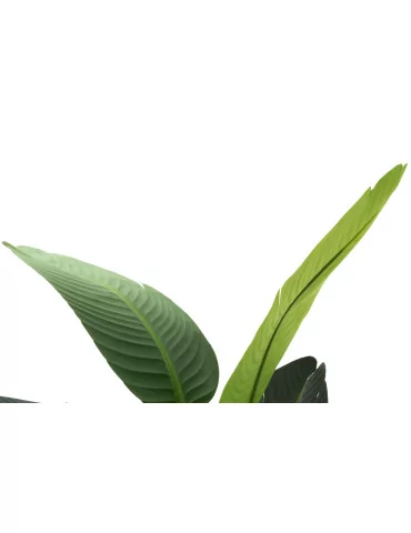 Kolibrikukka 150 cm 4Living 2